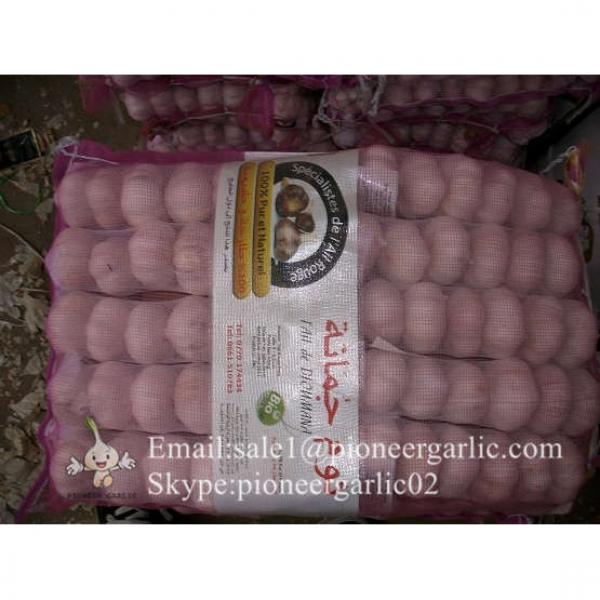 100% Natural Garlic Fresh Jinxiang Garlic Normal White Purple Garlic Exported to African Market #2 image