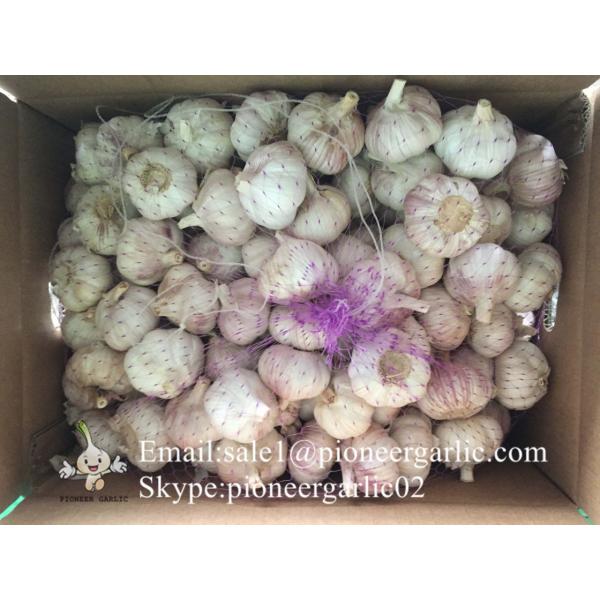 Best seller Red Garlic 5.0cm-5.5cm Packed in Mesh Bag or Carton Box #2 image