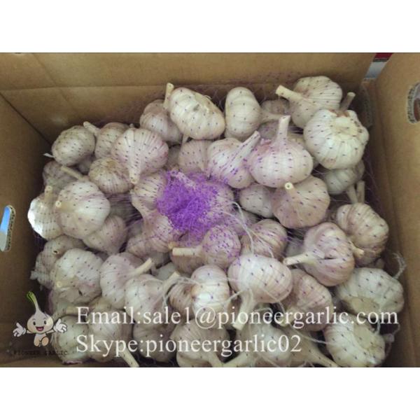 2017 New Crop 4.5cm Purple Fresh Garlic 10kg Mesh Bag Packing #1 image
