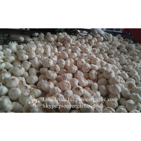 Hot Sale Chinese Fresh Purple Red Garlic Big Garlic 5.5cm and up Packed in Mesh Bag #1 image