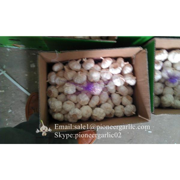 Hot Sale Chinese Fresh Purple Red Garlic Big Garlic 5.5cm and up Packed in Mesh Bag #3 image