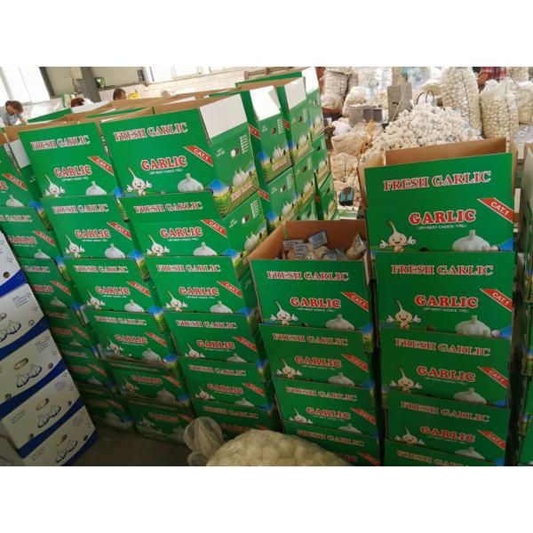 Wholesale Chinese Garlic Normal White 5.0cm Natural Garlic Packed in Carton Box #1 image