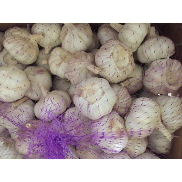 New Crop 5.5cm Purple Fresh Garlic In 10 kg Box packing #3 image