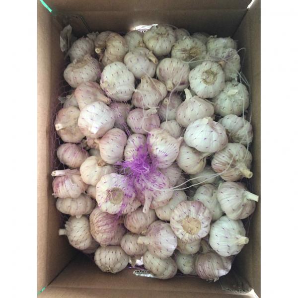 New Crop 5.5cm Purple Fresh Garlic In 10 kg Box packing #1 image