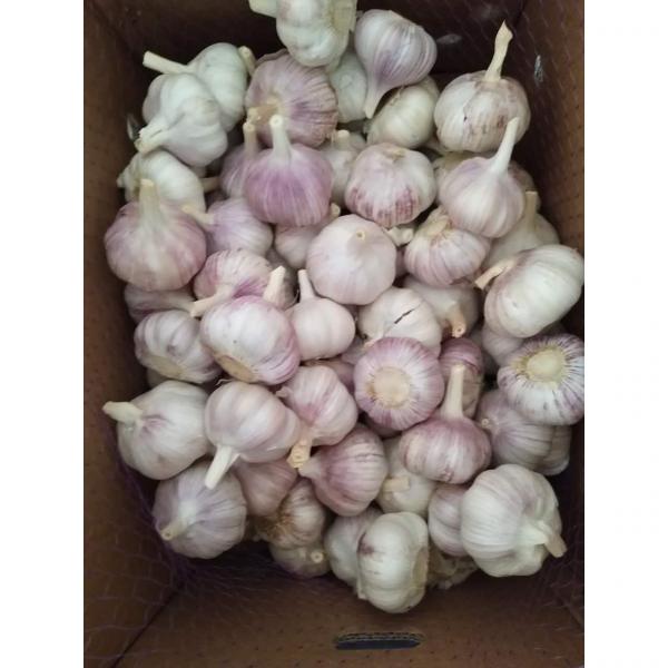 CHINA GARLIC ARE EXPORTED TO BRAASIL MARKET (GOODFARMER) #5 image