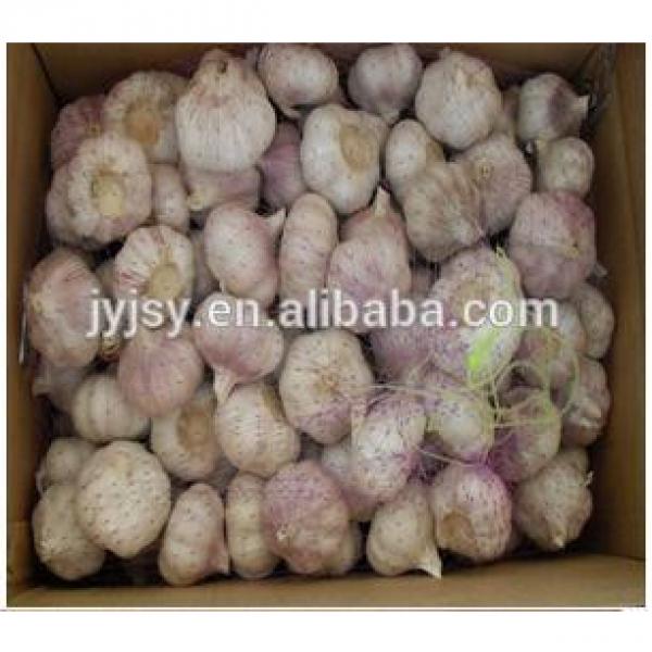 fresh normal and pure white garlic for 2017 #3 image
