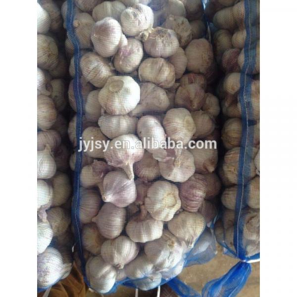 fresh normal and pure white garlic for 2017 #4 image
