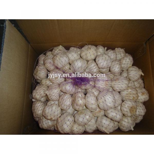fresh garlic from china jixiang #1 image