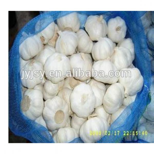 fresh garlic / pure white garlic/ pure white garlic from jinxiang shandong china #1 image