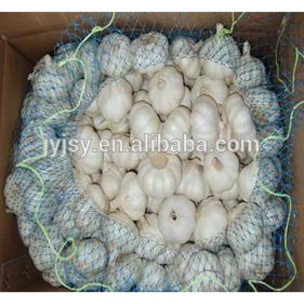 fresh garlic / pure white garlic/ pure white garlic from jinxiang shandong china #2 image
