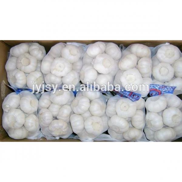 fresh garlic / pure white garlic/ pure white garlic from jinxiang shandong china #3 image