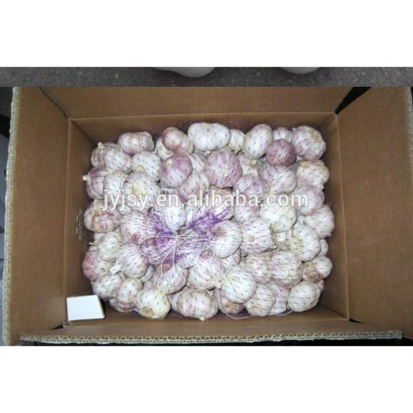 fresh garlic in 2017 for sale #3 image