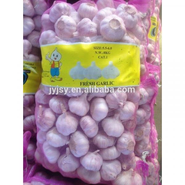fresh garlic in 10kg carton pure white or normal white #1 image