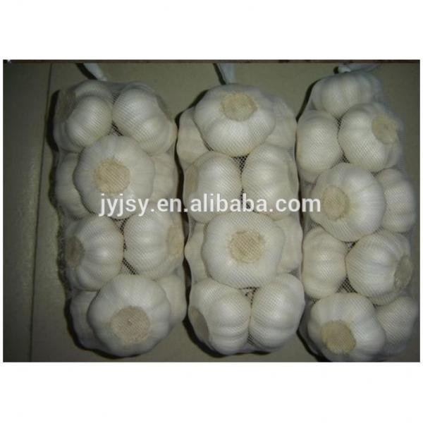 fresh garlic in 10kg carton pure white or normal white #2 image