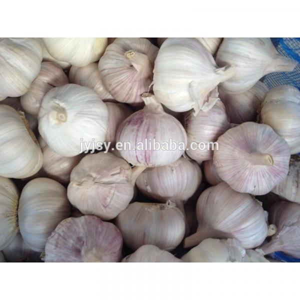fresh garlic in 10kg carton pure white or normal white #5 image