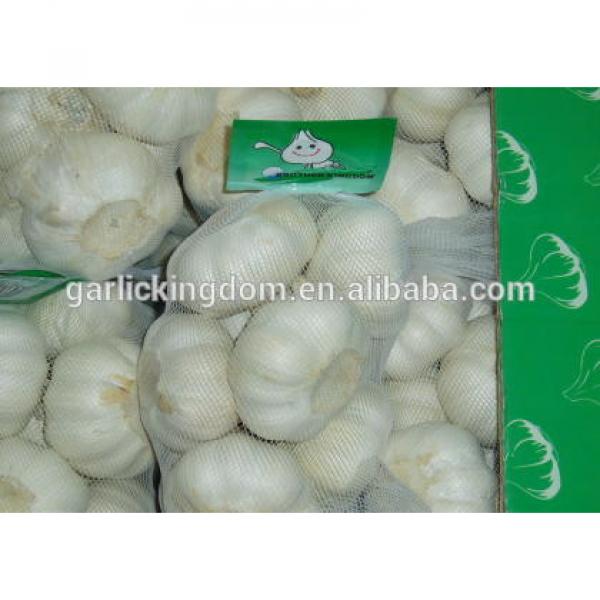 fresh white garlic/new crop garlic #1 image
