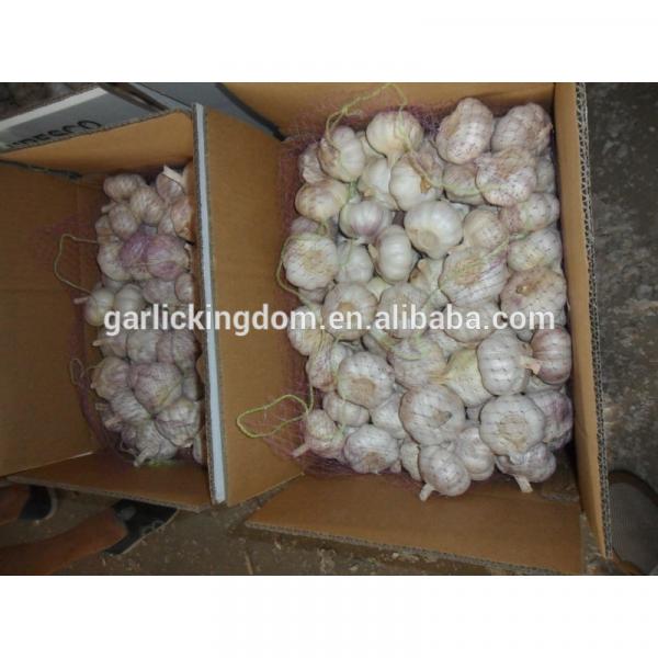 White garlic /White garlic from shandong/White garlic for sale #1 image