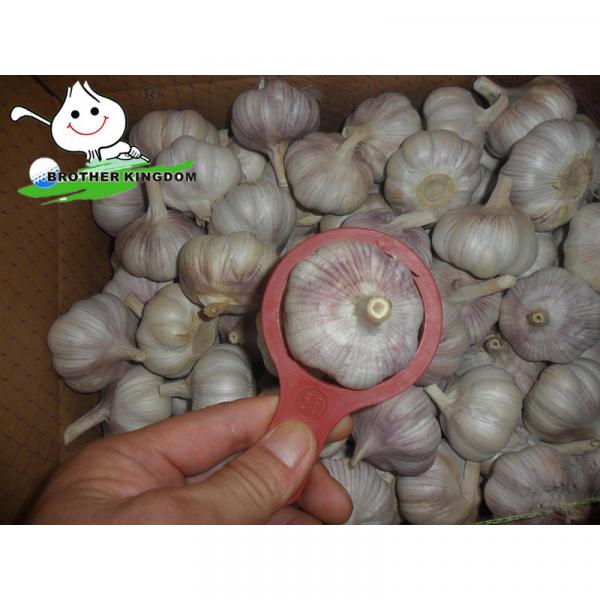 Supply garlic/Super white garlic/Storing fresh garlic #1 image