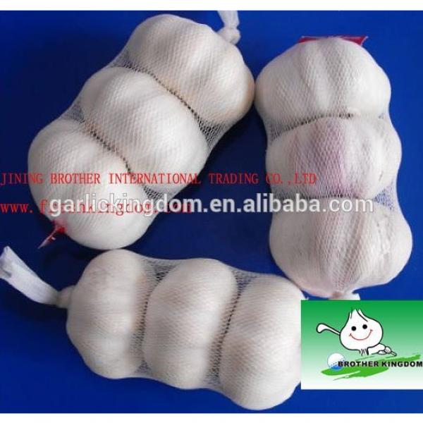 sell white garlic(5.0cm 3pcs mesh bag) #1 image