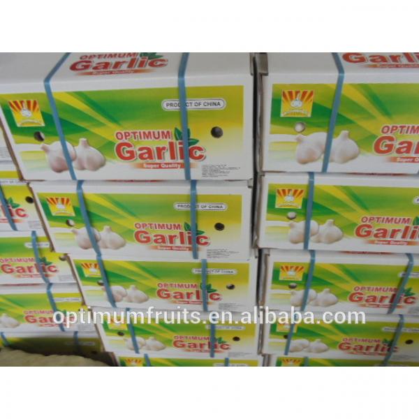 China garlic factory super garlic best price #3 image