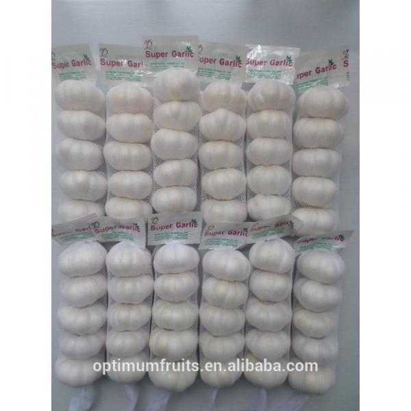 Chinese Fresh Pure white garlic price #3 image