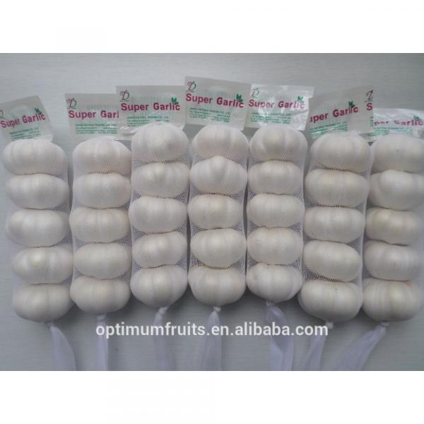 Chinese Fresh Pure white garlic price #5 image