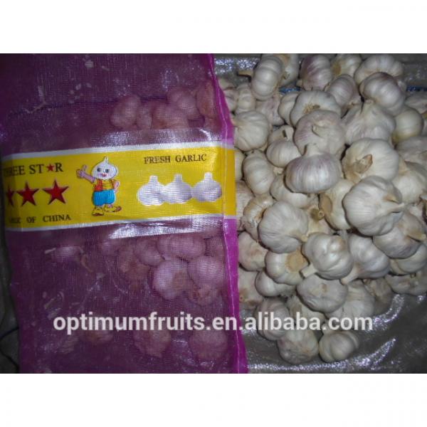 Natural high quality fresh white garlic #4 image