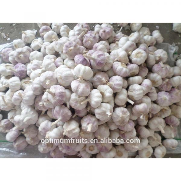 Fresh purple garlic from China #1 image