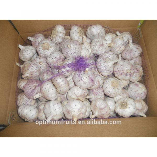 Fresh purple garlic from China #2 image