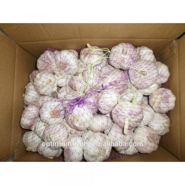 Fresh purple garlic from China #3 image