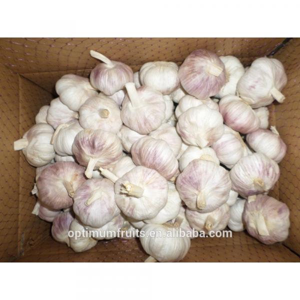 Fresh purple garlic from China #4 image