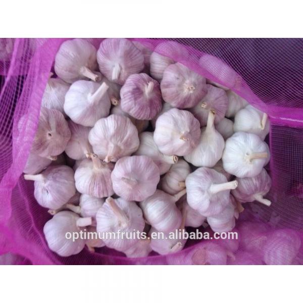 Fresh purple garlic from China #5 image