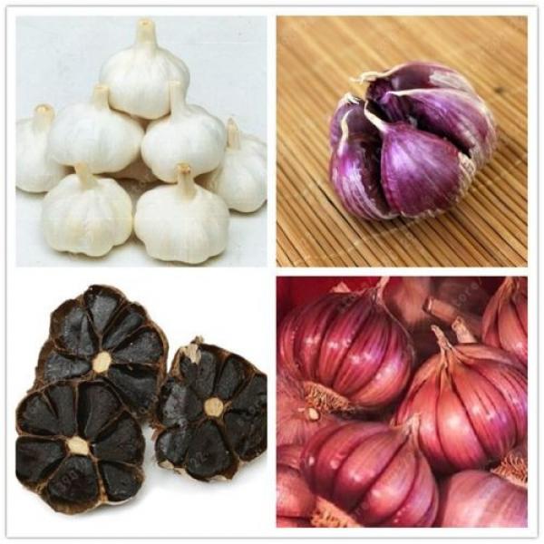 100 Pcs/bag Multi-Petals Garlic Seeds Organic Vegetables Kitchen Seasoning Food #1 image