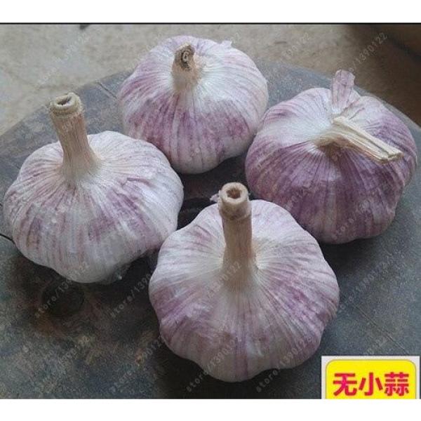 100 Pcs/bag Multi-Petals Garlic Seeds Organic Vegetables Kitchen Seasoning Food #3 image