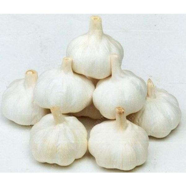100 Pcs/bag Multi-Petals Garlic Seeds Organic Vegetables Kitchen Seasoning Food #4 image