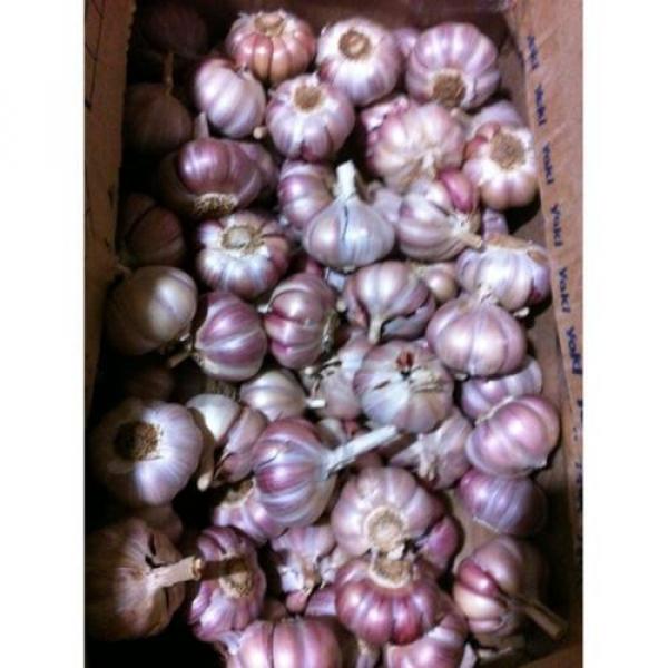Portuguese Fresh Garlic Seeds Bulb #1 image