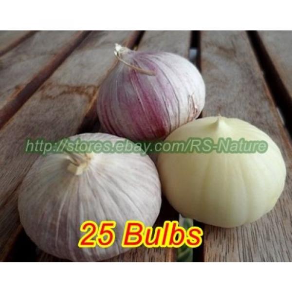 Single Clove Garlic, Solo Garlic, Heirloom Herbs from Thailand, 10 - 100 Bulbs. #4 image