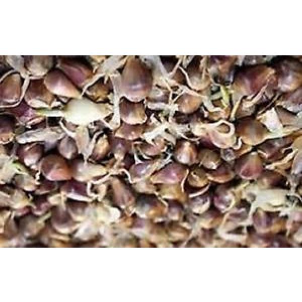 Georgian Crystal Garlic- 25 bulbils-&#034;seeds&#034; no GMO-organic #1 image