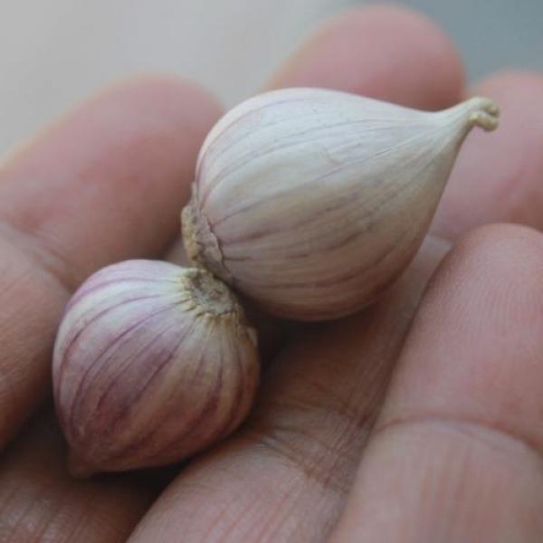 10 bulbs live Single Clove Garlic, Fresh Solo Garlic to Grown or Eaten#F #1 image