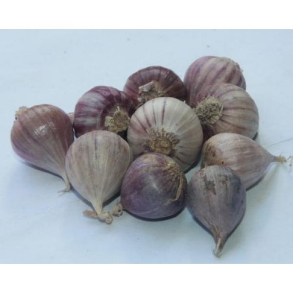 10 bulbs live Single Clove Garlic, Fresh Solo Garlic to Grown or Eaten#F #2 image