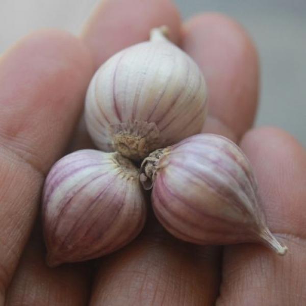 10 bulbs live Single Clove Garlic, Fresh Solo Garlic to Grown or Eaten#F #3 image