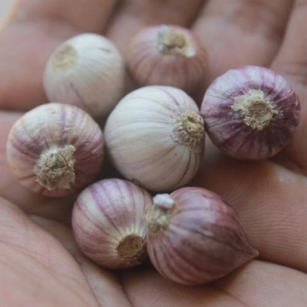 10 bulbs live Single Clove Garlic, Fresh Solo Garlic to Grown or Eaten#F #4 image