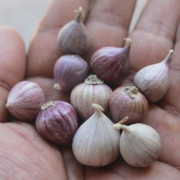 10 bulbs live Single Clove Garlic, Fresh Solo Garlic to Grown or Eaten#F #5 image