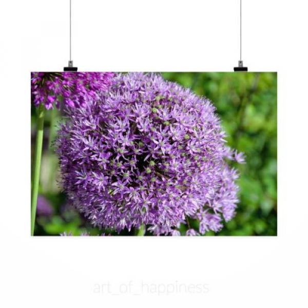 Stunning Poster Wall Art Decor Garlic Sphere Violet Plant Flower 36x24 Inches #2 image