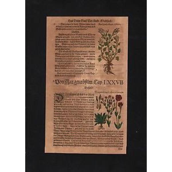 1580 - Knoblauch Garlic Lichtnelke herbs Herbal Kräuter Kräuterbuch Mattioli #1 image