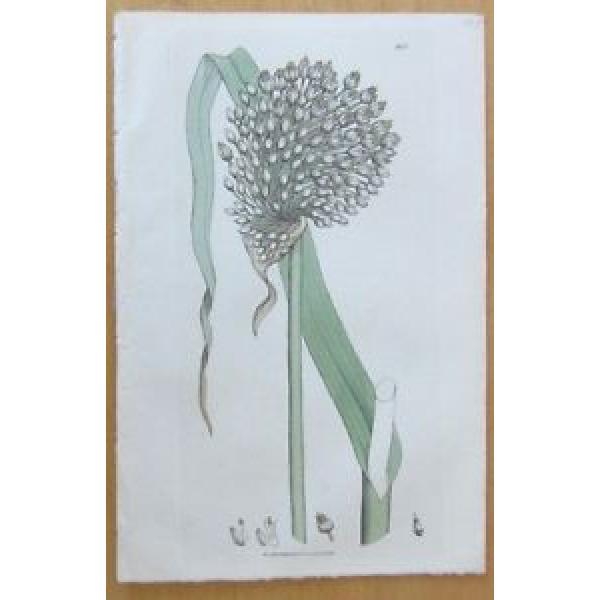 Sowerby: Allium Round Headed Garlic - 1806 #1 image