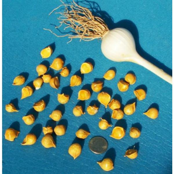Gourmet Elephant Garlic SEEDS: 30 BULBILS (Corms, Korms, Bulblets) KY grown 2017 #2 image