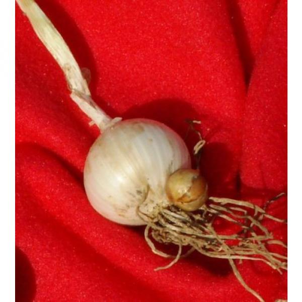 Gourmet Elephant Garlic SEEDS: 30 BULBILS (Corms, Korms, Bulblets) KY grown 2017 #3 image