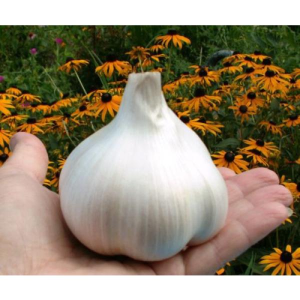 Gourmet Elephant Garlic SEEDS: 30 BULBILS (Corms, Korms, Bulblets) KY grown 2017 #5 image