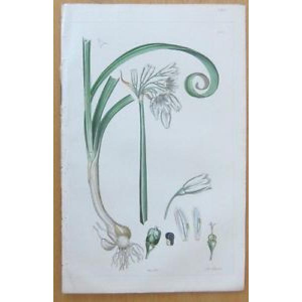 Sowerby: Allium Three Sided Garlic - 1860 #1 image